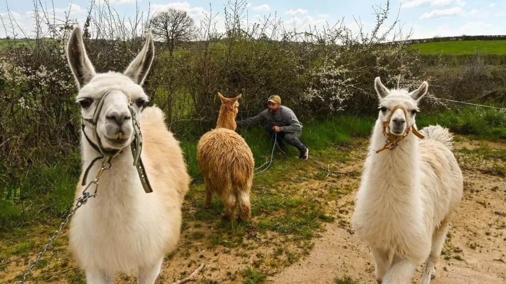 lama