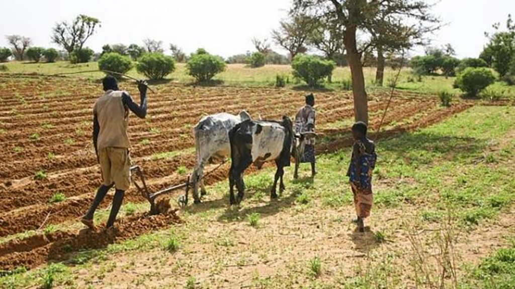 projet-d-aide-aux-agriculteurs-et-eleveurs-face-au-covid-19-mauritanie