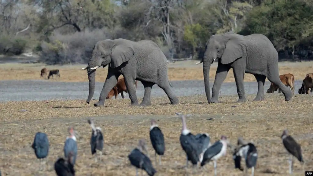 Botswana, ouverture de la saison de la chasse à l’éléphant