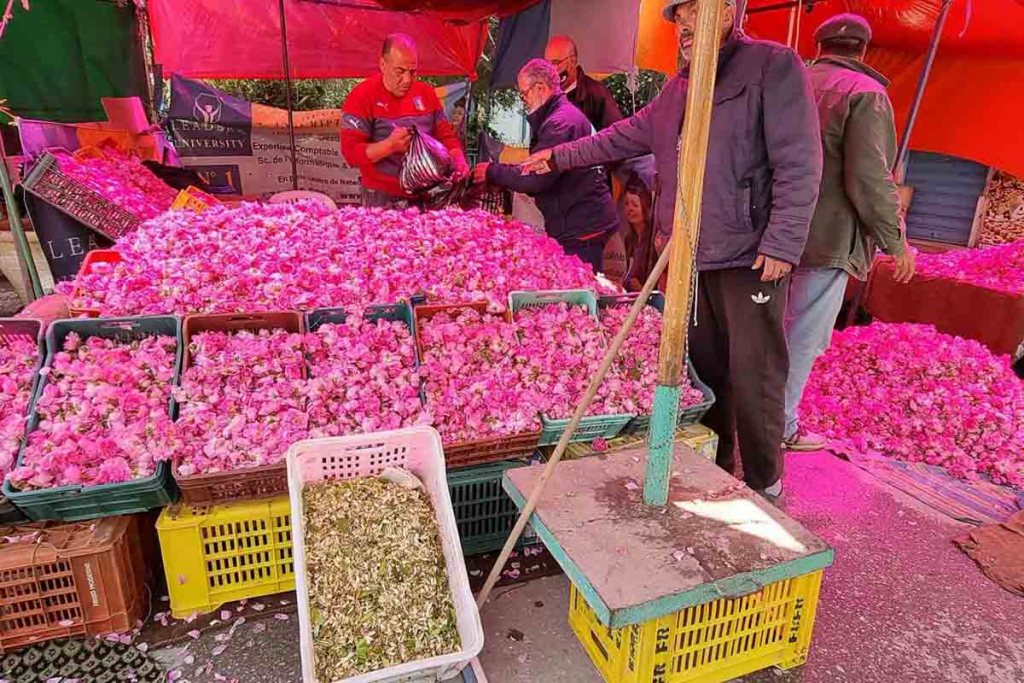 Tunisie : le zhar, "or blanc "