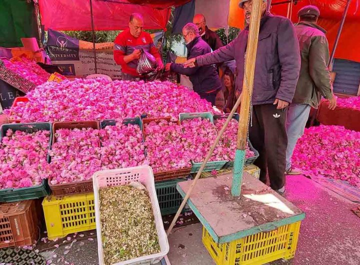 Tunisie : le zhar, "or blanc "