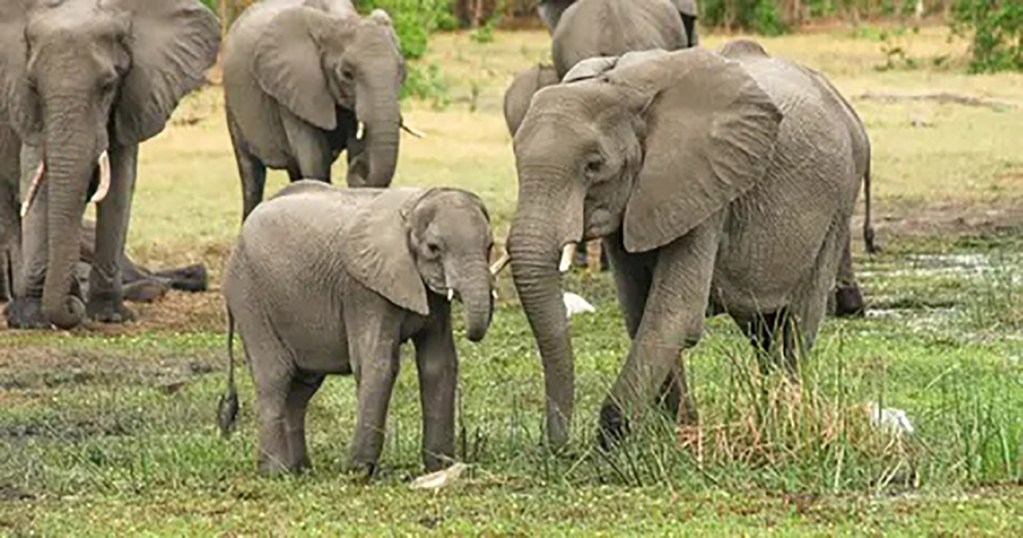 Un braconnier présumé meurt écrasé par un troupeau d'éléphants