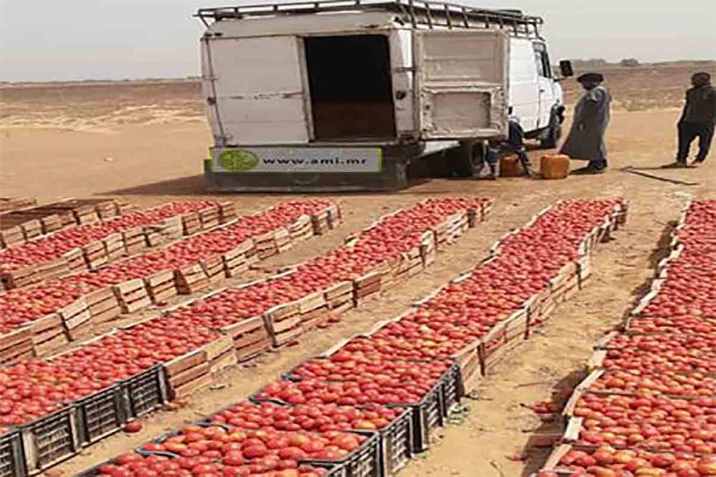 Trarza : Les maraichers parviennent à alimenter les marchés de Rosso et Nouakchott en légumes