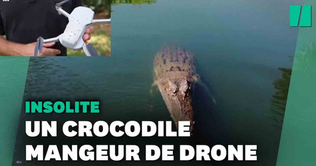 Un crocodile croque le drone d'une chaîne de télé en plein tournage