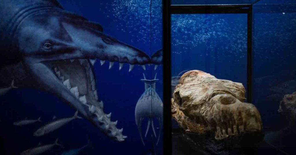 Un crâne de baleine carnivore découvert au Pérou a 36 millions d'années