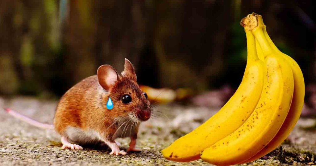 Les souris mâles n'apprécient vraiment pas les bananes, voici pourquoi