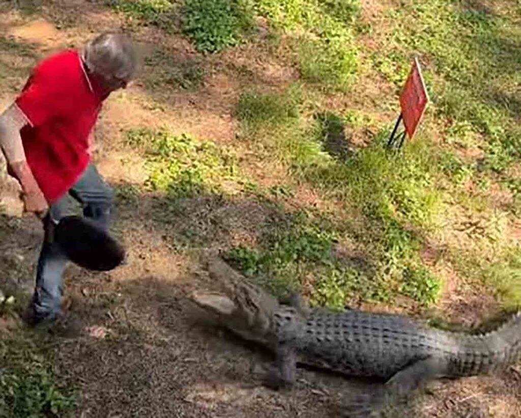 Australie: il repousse un crocodile avec des coups de poêle